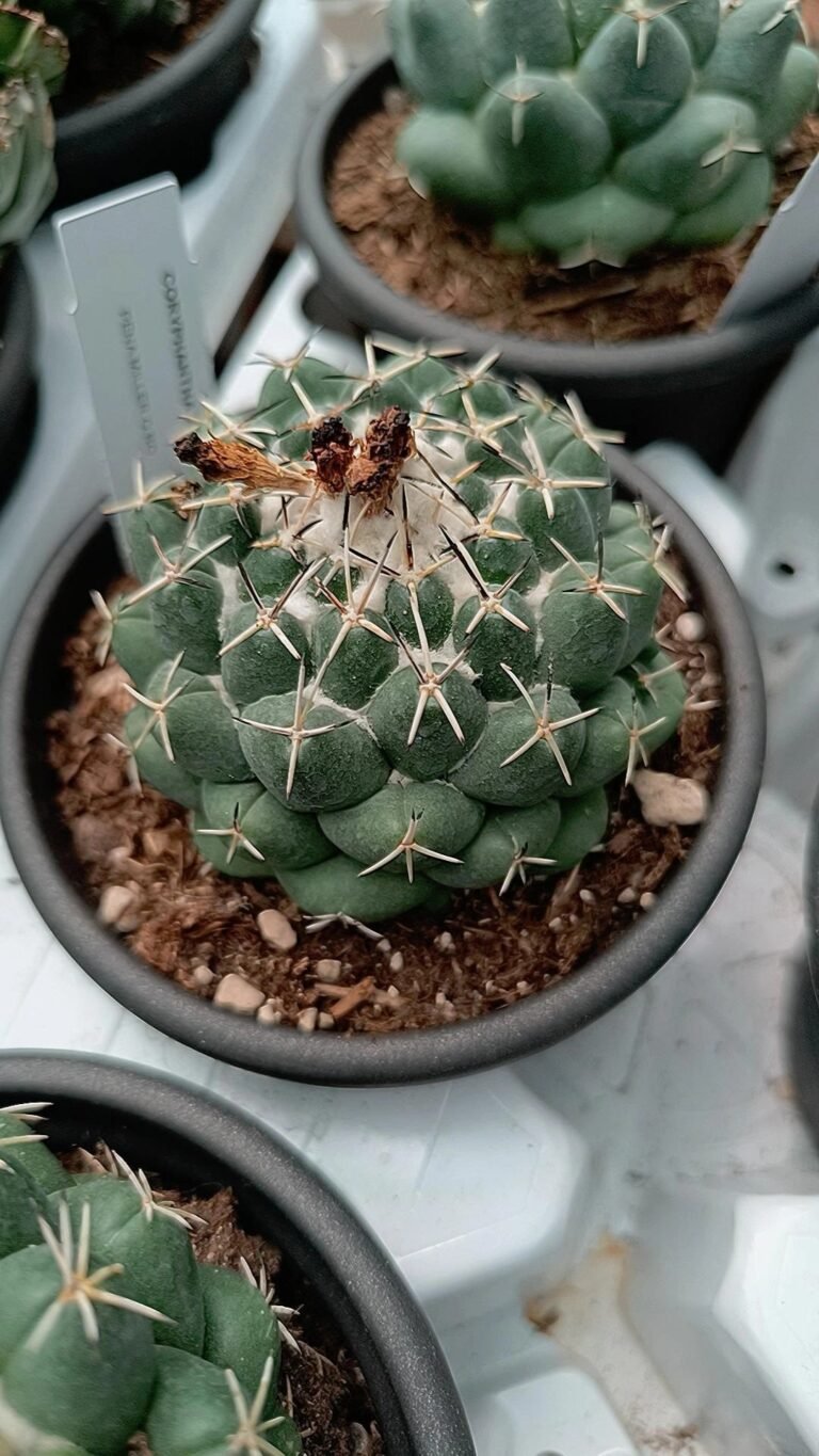Siracactus-Cactus-Coryphantha-elephantidens-1.jpg