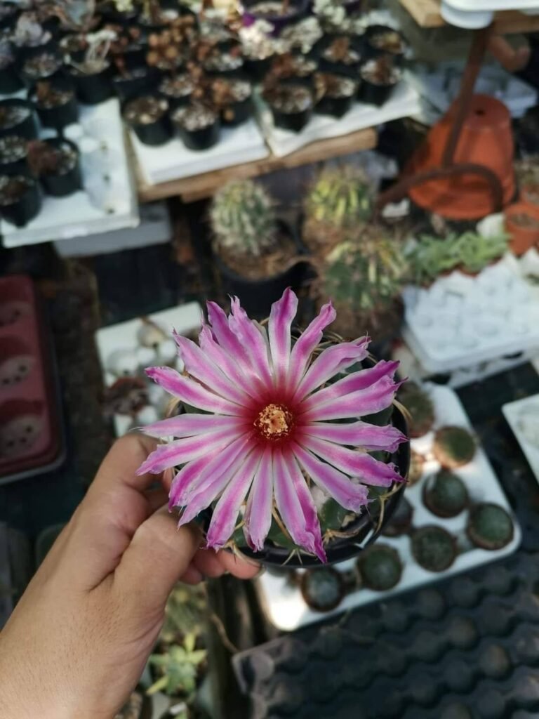Siracactus-Cactus-Coryphantha-elephantidens.jpg