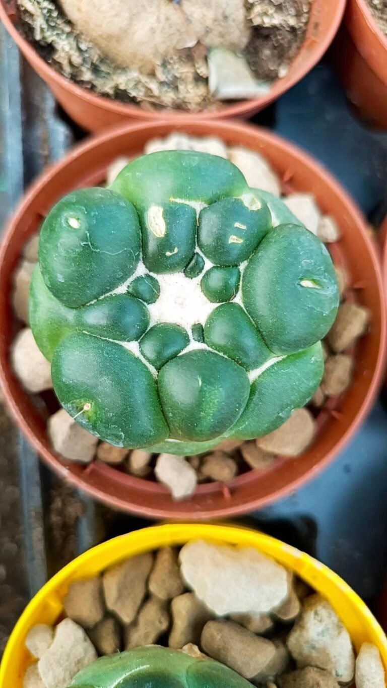 Siracactus-Cactus-Coryphantha-elephantidens-cv-tanshi-zougemaru-inermis.jpg