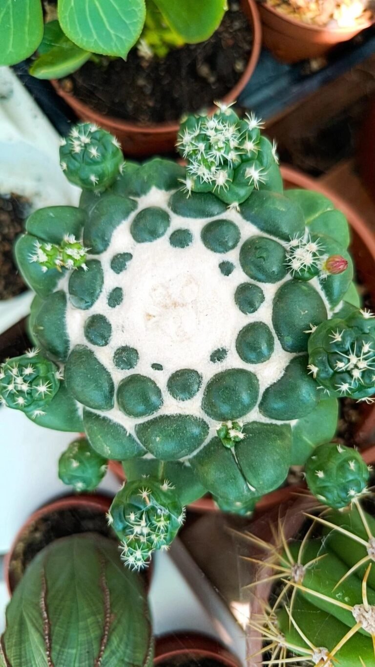 Siracactus-Cactus-Coryphantha-elephantidens-cv.-Tanshi-Zougemaru-inermis-innestata.jpg