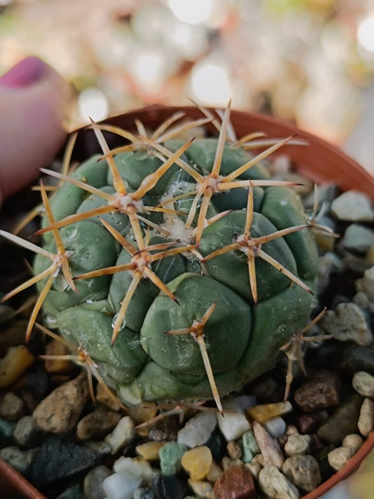 Siracactus-Cactus-Coryphantha-poselgeriana-v-valida-SB-288.jpg