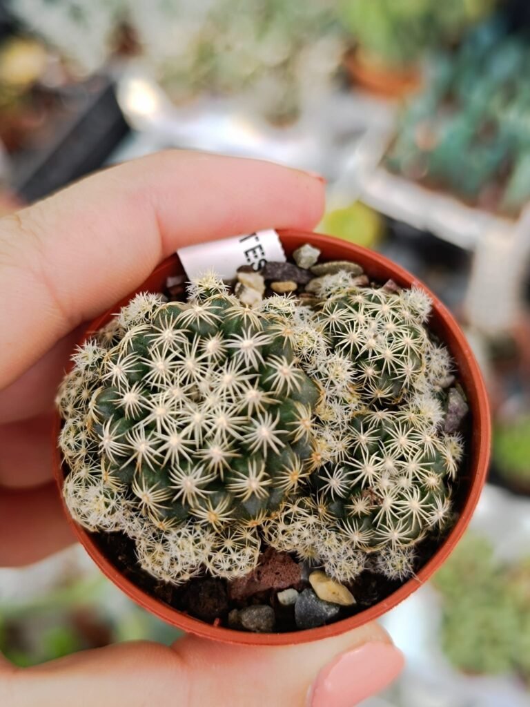 Siracactus-Cactus-Discocactus-buenekeri.jpg