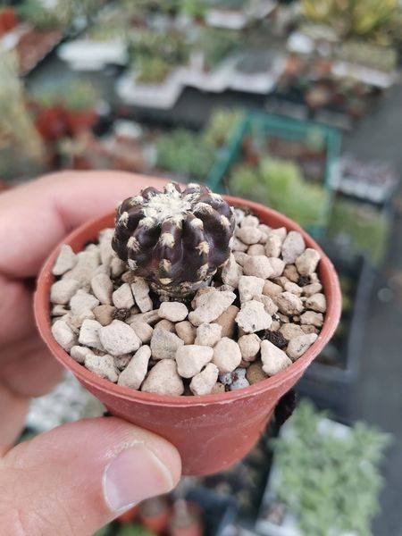 Siracactus-Cactus-Discocactus-horstii.jpg