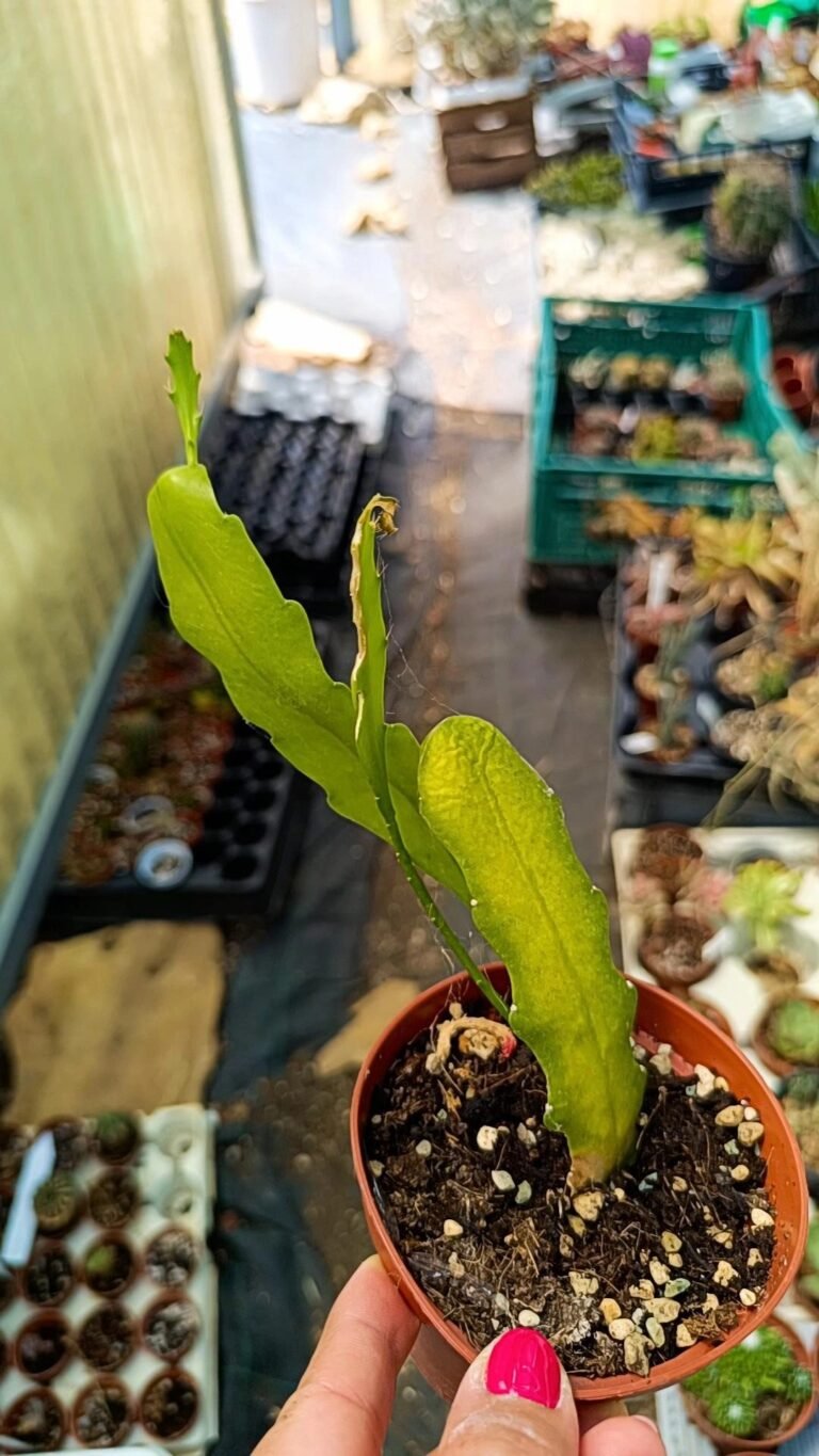 Siracactus-Cactus-Disophyllum-axel.jpg