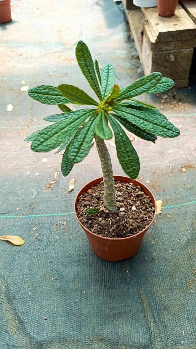Siracactus-Cactus-Dorstenia-gigas.jpg