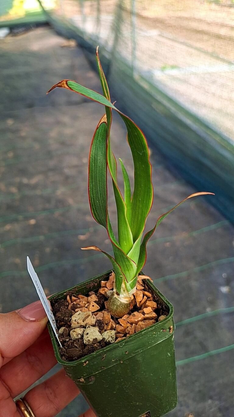 Siracactus-Cactus-Dracena-draco-1.jpg