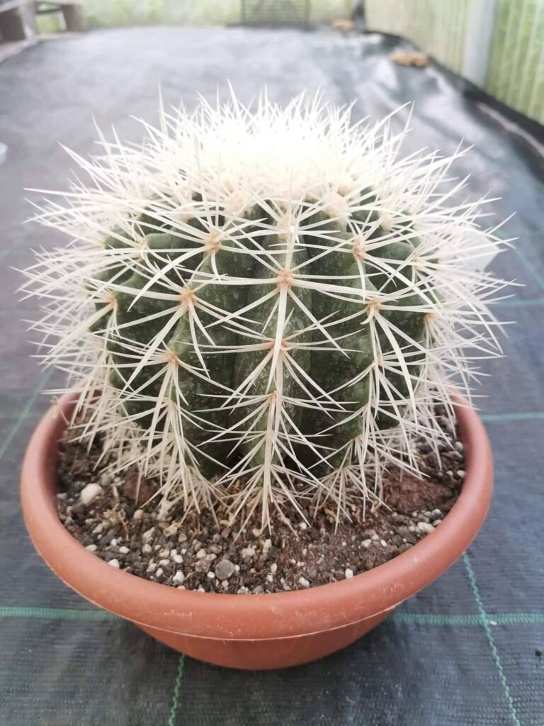 Siracactus-Cactus-Echinocactus-Grusonii-spina-bianca-2-1.jpg