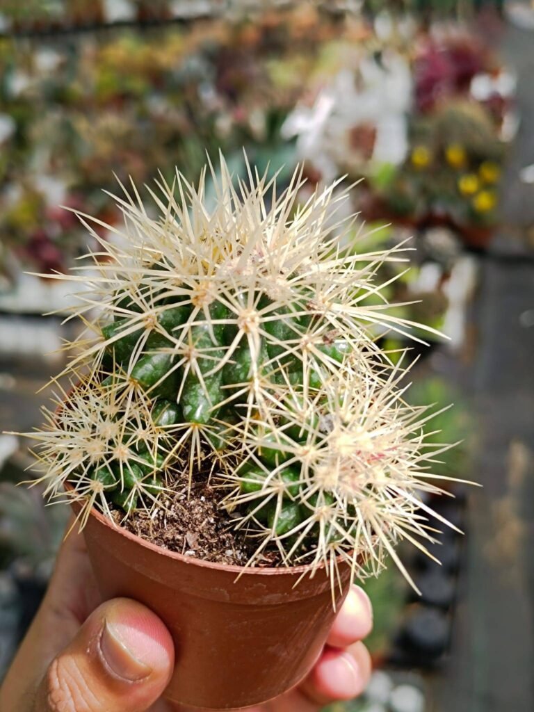 Siracactus-Cactus-Echinocactus-grusonii-accestita-2.jpg