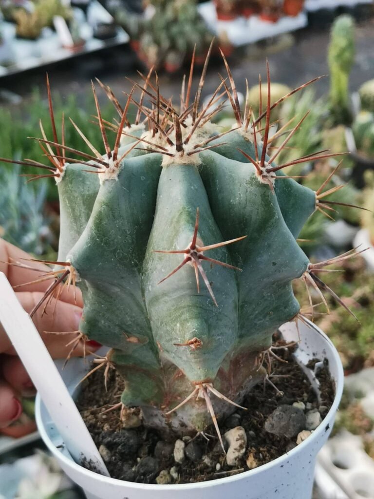 Siracactus-Cactus-Echinocactus-ingens-5.jpg