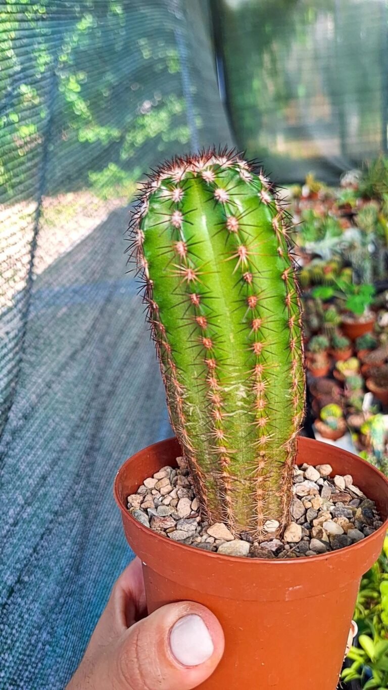 Siracactus-Cactus-Echinocereus-ferreirianus.jpg
