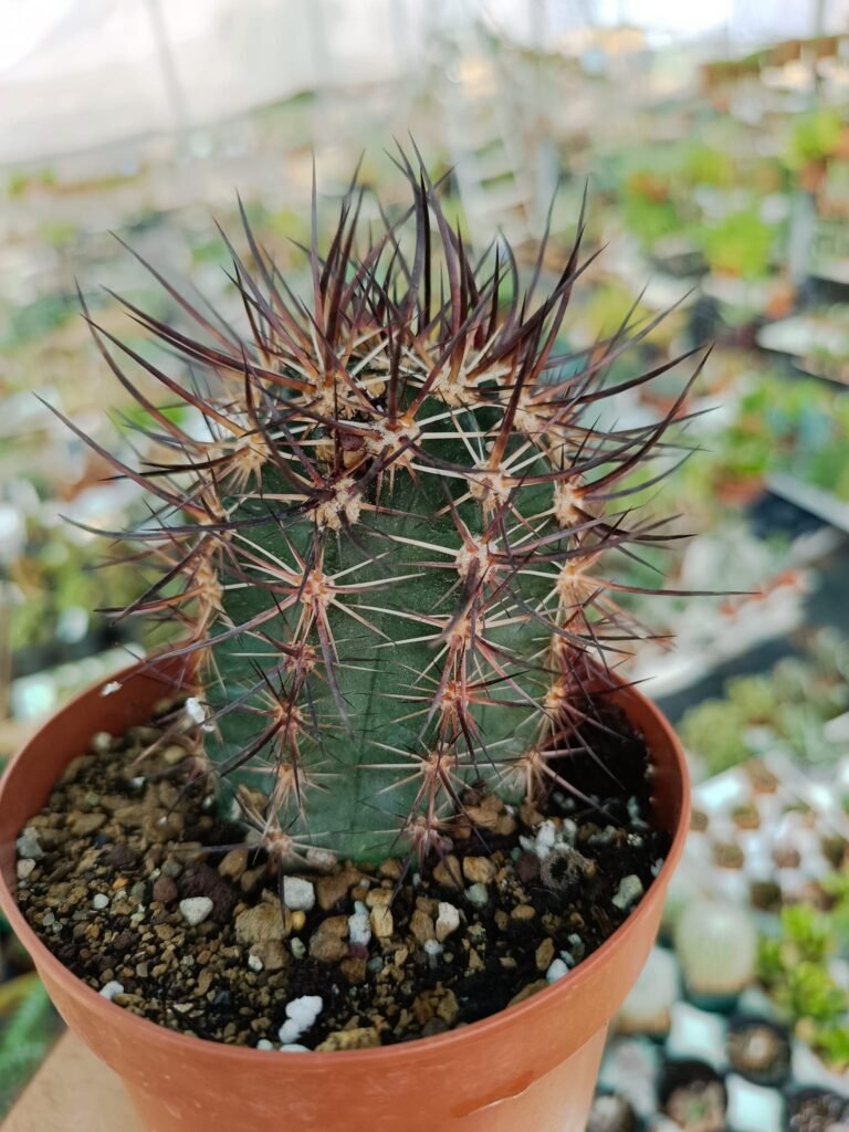 Siracactus-Cactus-Echinocereus-ferreirianus-subs-lindsayi.jpg
