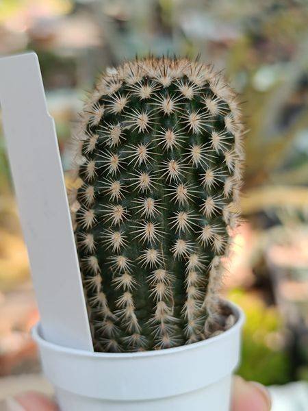 Siracactus-Cactus-Echinocereus-fitchii.jpg