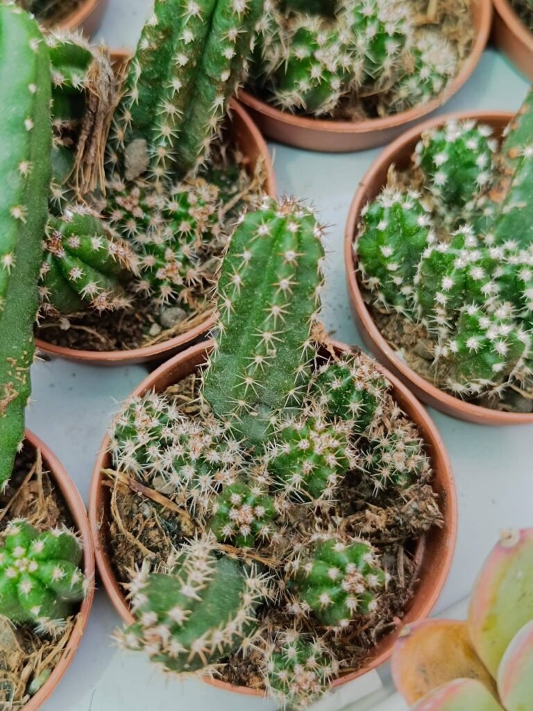 Siracactus-Cactus-Echinocereus-gentryi.jpg