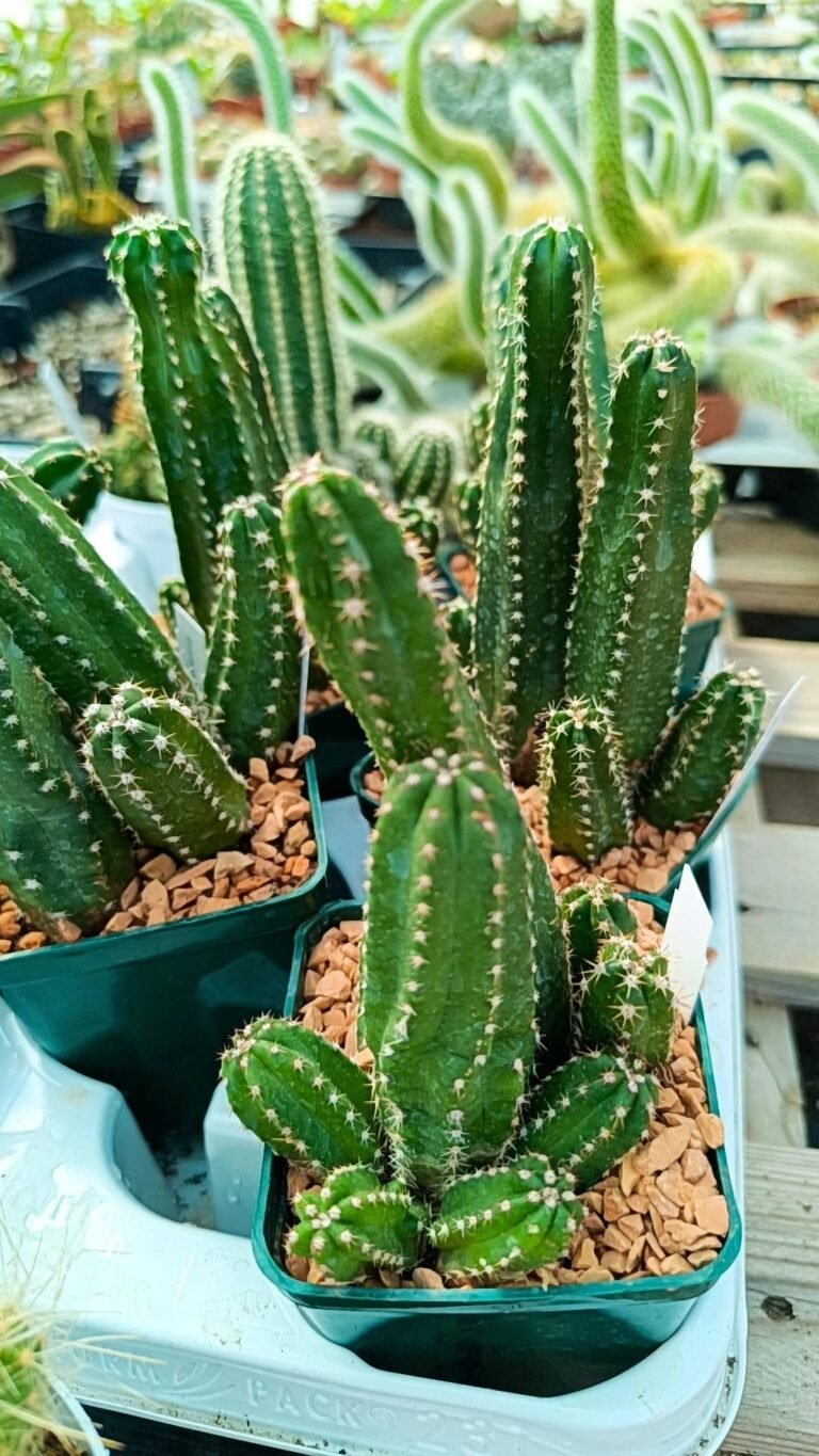 Siracactus-Cactus-Echinocereus-gentryi-accestiti.jpg