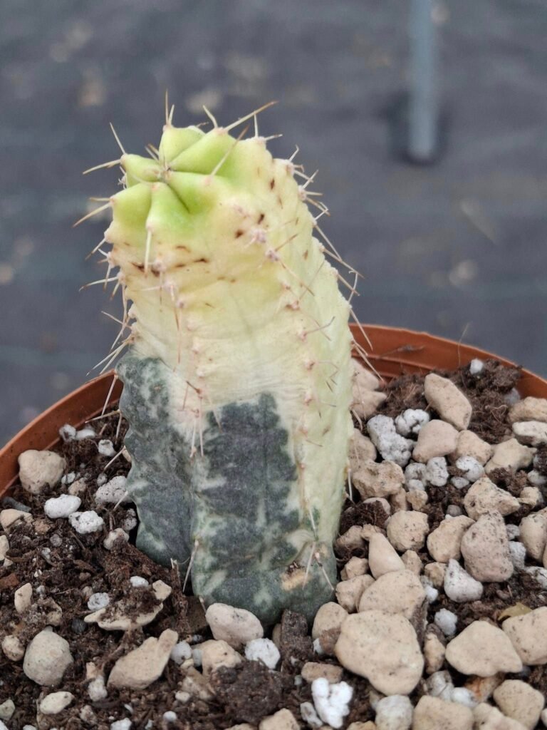 Siracactus-Cactus-Echinocereus-knippelianus-variegata.jpg