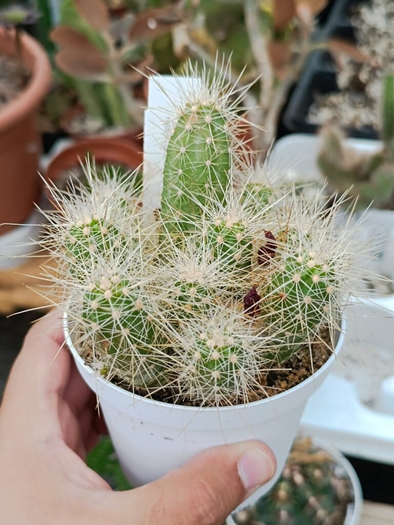 Siracactus-Cactus-Echinocereus-parkeri-accestite.jpg