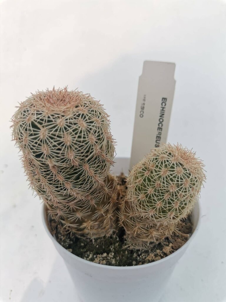 Siracactus-Cactus-Echinocereus-pectinatus.jpg