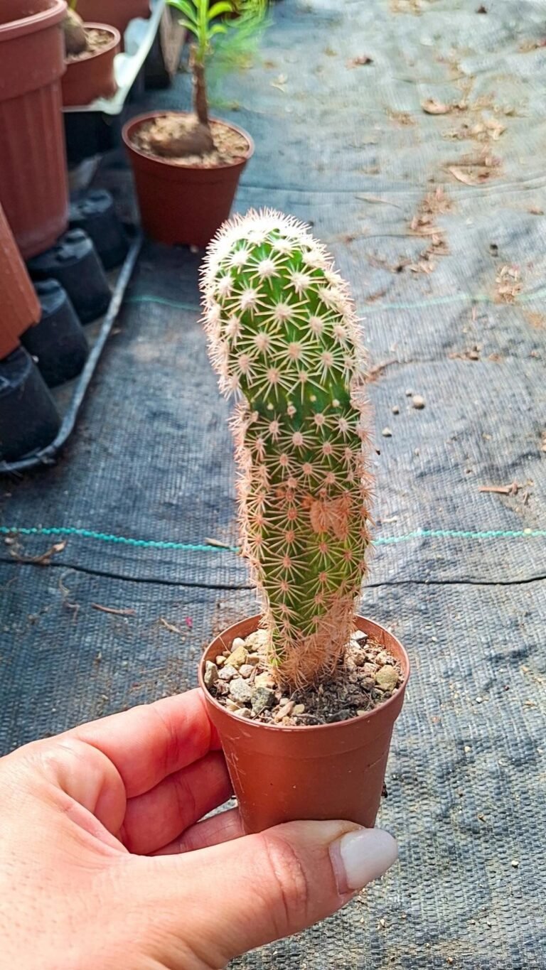 Siracactus-Cactus-Echinocereus-pectinatus-v-wenigeri-ctenoides.jpg