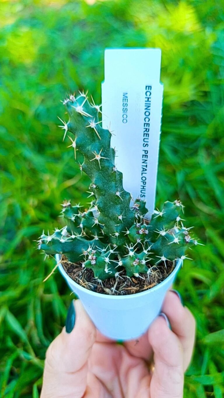 Siracactus-Cactus-Echinocereus-pentalophus-2-1.jpg