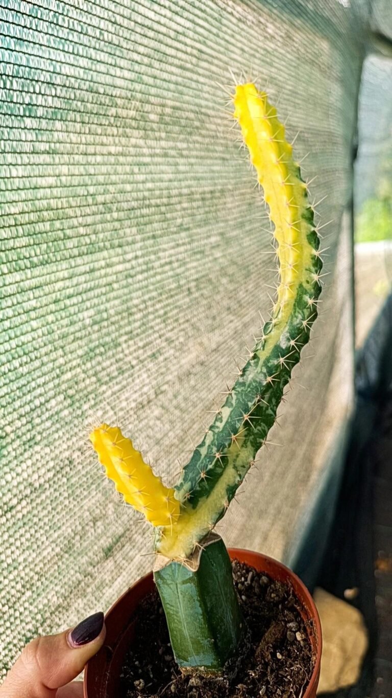 Siracactus-Cactus-Echinocereus-pentalophus-Variegata-innestata-1.jpg