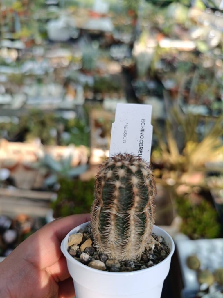 Siracactus-Cactus-Echinocereus-reichenbachii.jpg