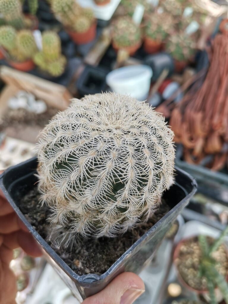 Siracactus-Cactus-Echinocereus-reichenbachii-v.-Albispinus-3.jpg