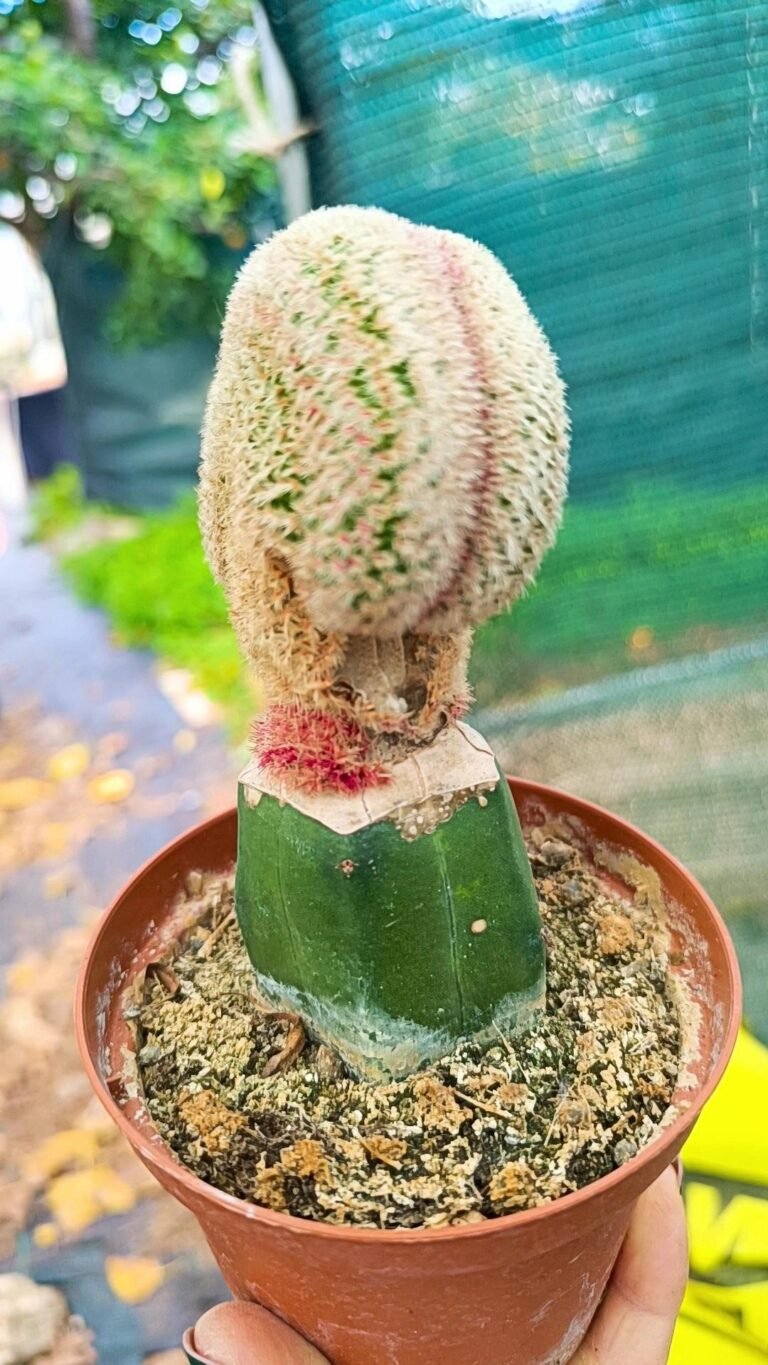 Siracactus-Cactus-Echinocereus-rigidissimus-rubrispina-crestata-3.jpg