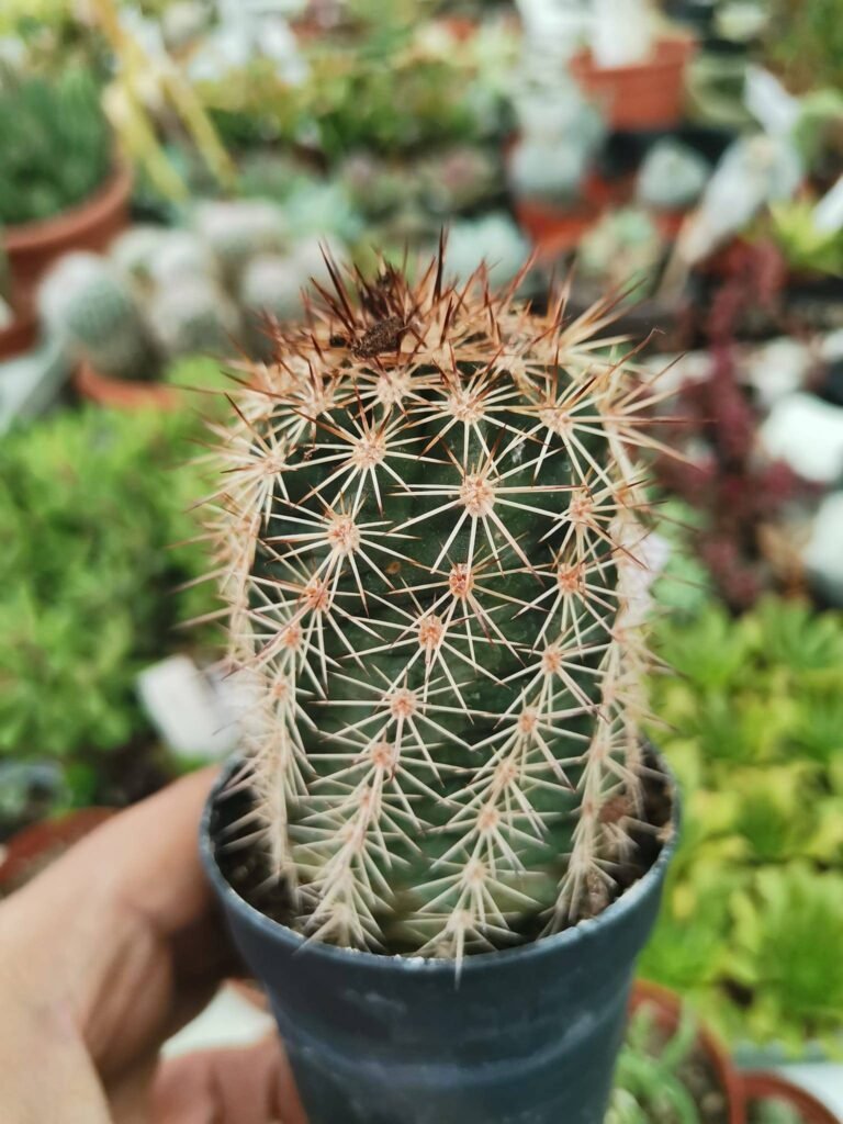 Siracactus-Cactus-Echinocereus-roetteri.jpg