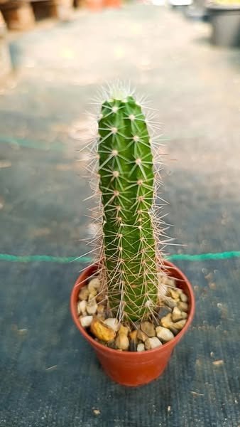 Siracactus-Cactus-Echinocereus-spec.-Fresnillo.jpg