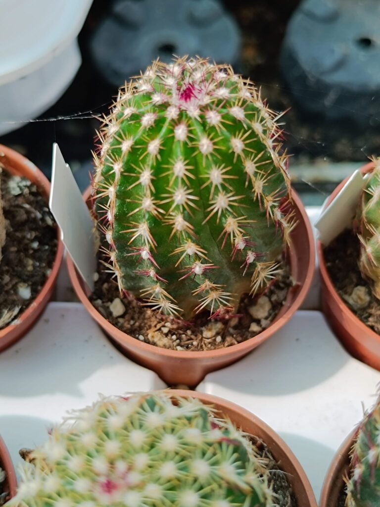 Siracactus-Cactus-Echinocereus-viridiflorus-2.jpg