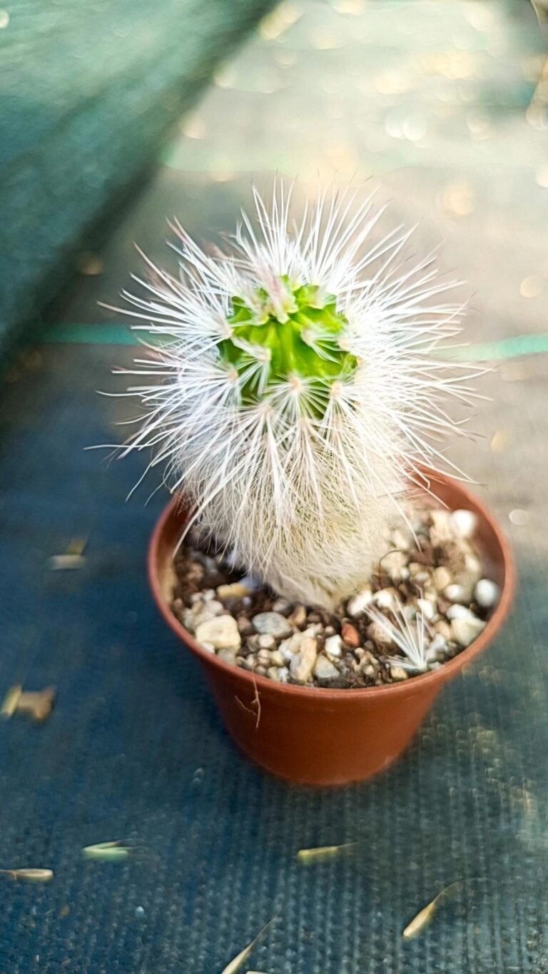 Siracactus-Cactus-Echinocereus-viridiflorus-canus.jpg