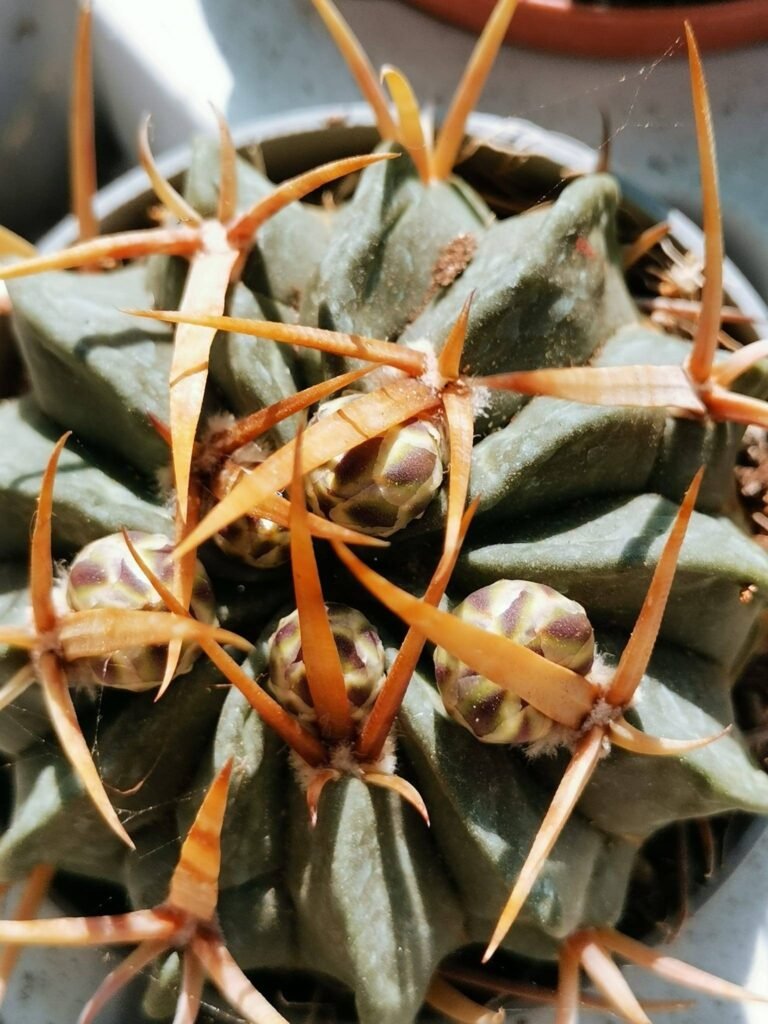 Siracactus-Cactus-Echinofossulocactus-coptonogonus-2.jpg