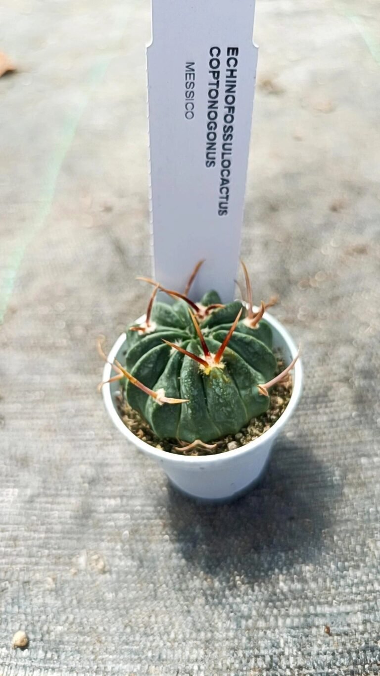 Siracactus-Cactus-Echinofossulocactus-coptonogonus-4.jpg