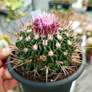 Echinofossulocactus multicostatus