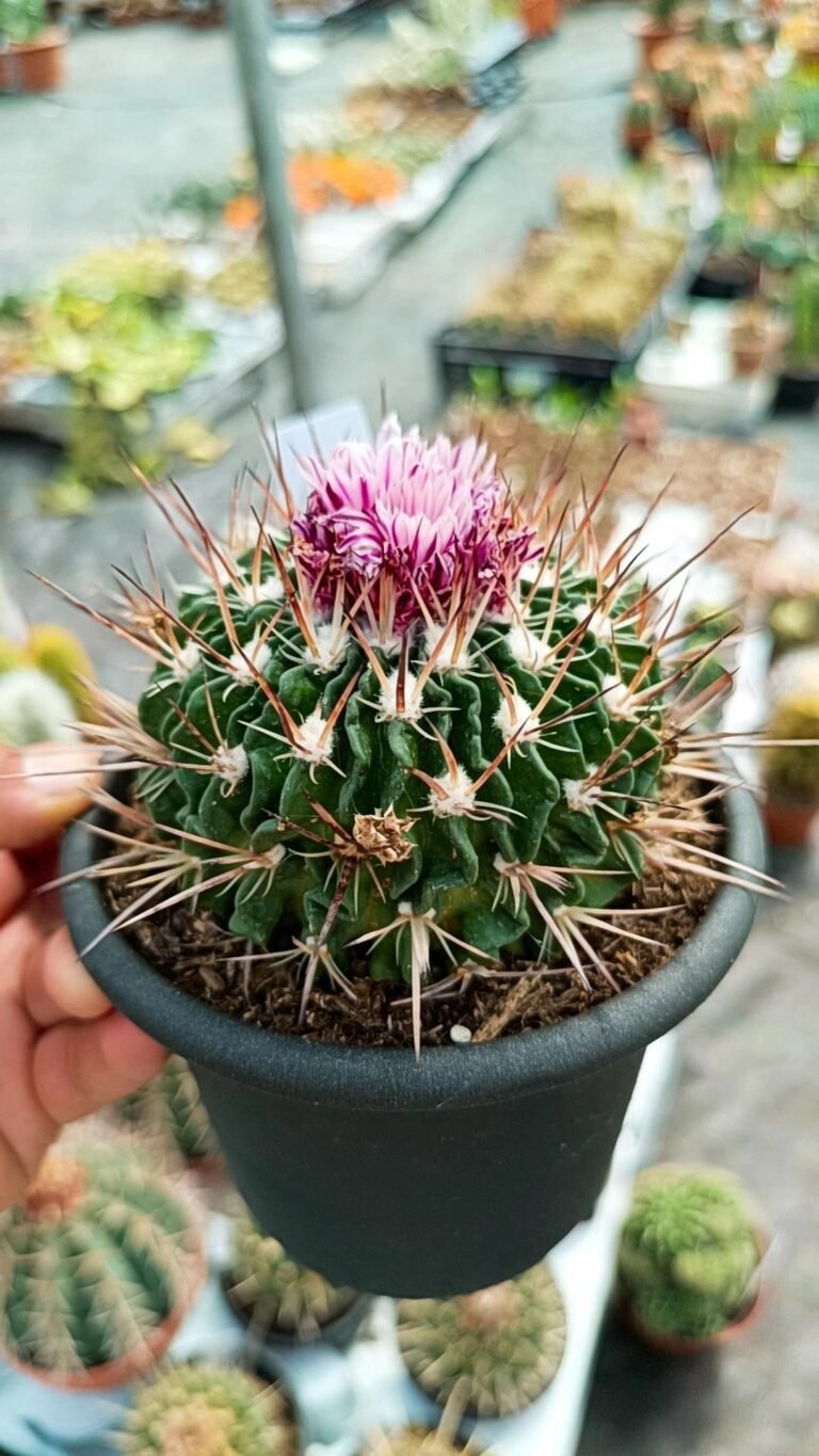 Siracactus-Cactus-Echinofossulocactus-multicostatus-1.jpg