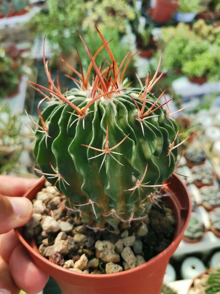 Siracactus-Cactus-Echinofossulocactus-multicostatus.jpg