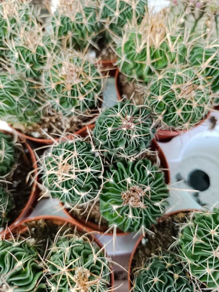 Siracactus-Cactus-Echinofossulocactus-multicostatus-accestiti.jpg