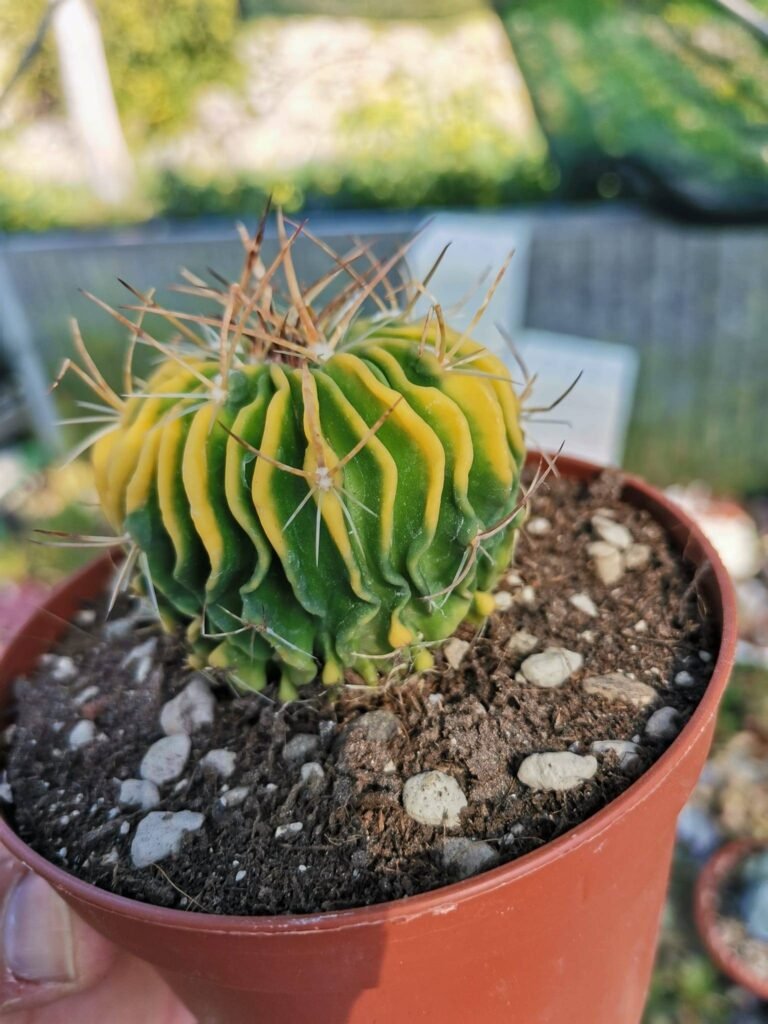 Siracactus-Cactus-Echinofossulocactus-variegata.jpg