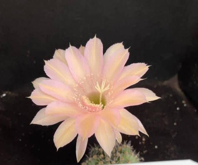 Siracactus-Cactus-Echinopsis-685.jpg