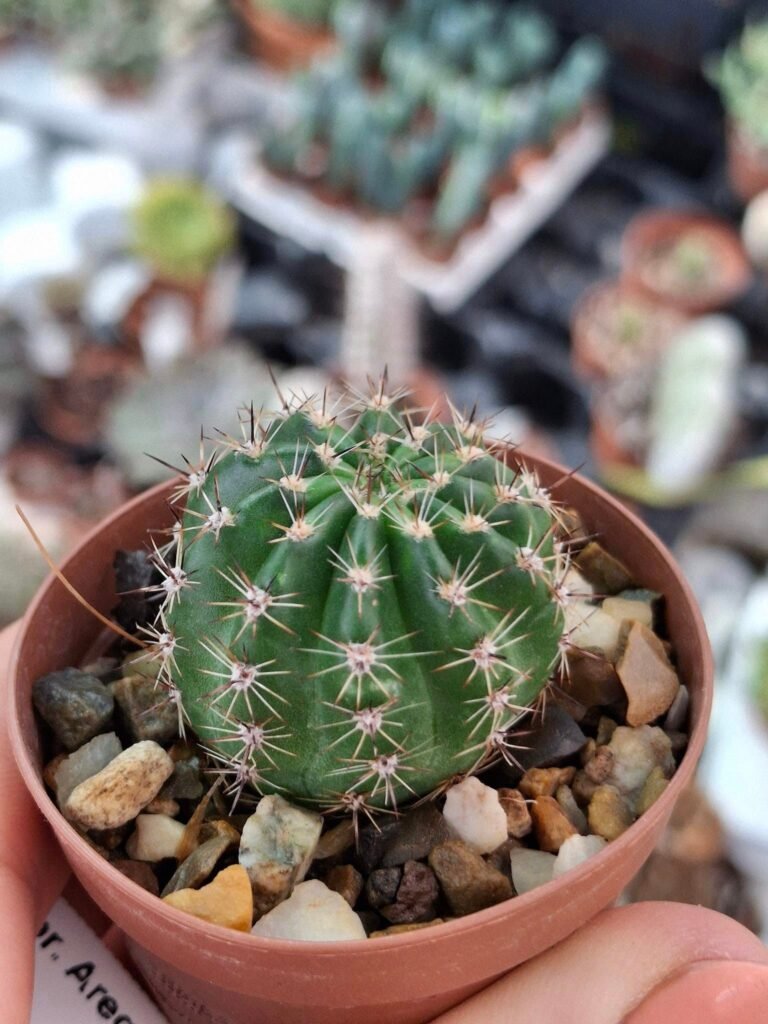 Siracactus-Cactus-Echinopsis-Arequipa-Delft.jpg