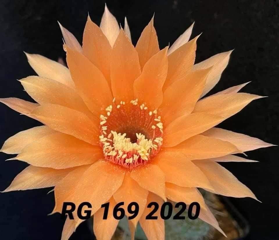 Siracactus-Cactus-Echinopsis-Hybrid-169.jpg