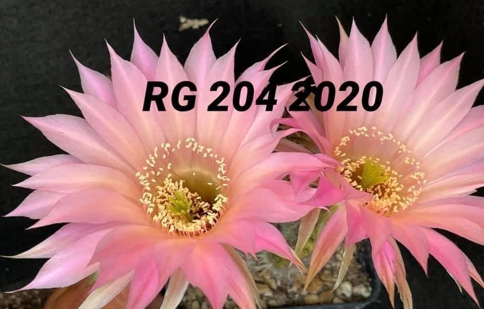 Siracactus-Cactus-Echinopsis-Hybrid-204-2020.jpg