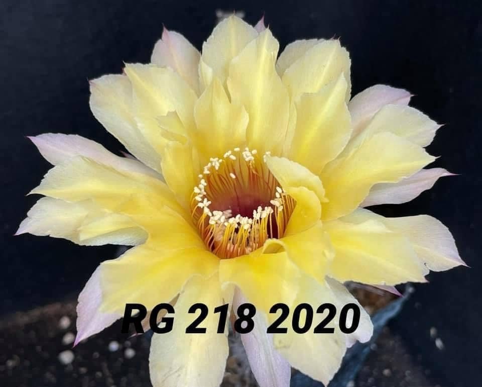 Siracactus-Cactus-Echinopsis-Hybrid-218.jpg