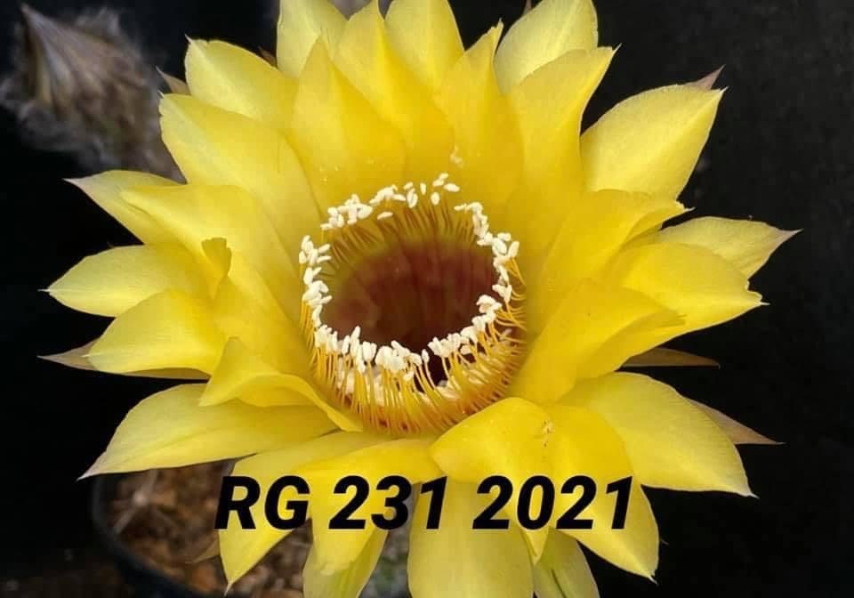 Siracactus-Cactus-Echinopsis-Hybrid-231.jpg