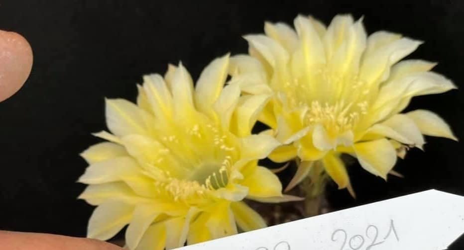 Siracactus-Cactus-Echinopsis-Hybrid-399.jpg