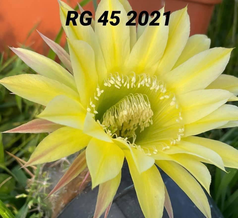 Siracactus-Cactus-Echinopsis-Hybrid-45-2021.jpg