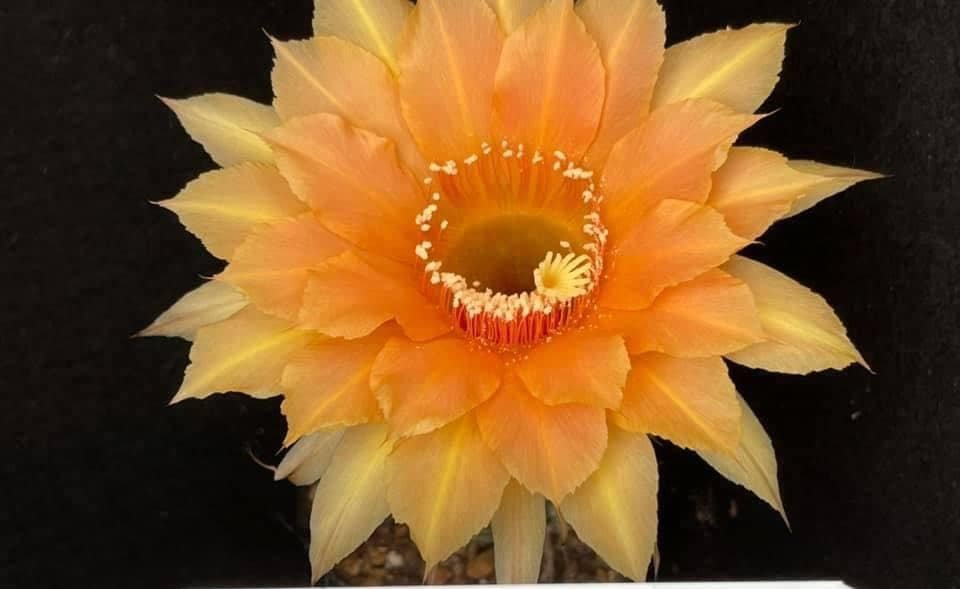 Siracactus-Cactus-Echinopsis-Hybrid-509.jpg