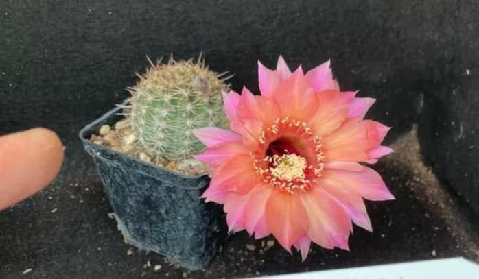Siracactus-Cactus-Echinopsis-Hybrid-538.jpg