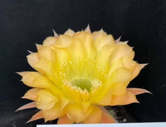 Siracactus-Cactus-Echinopsis-Hybrid-591.jpg