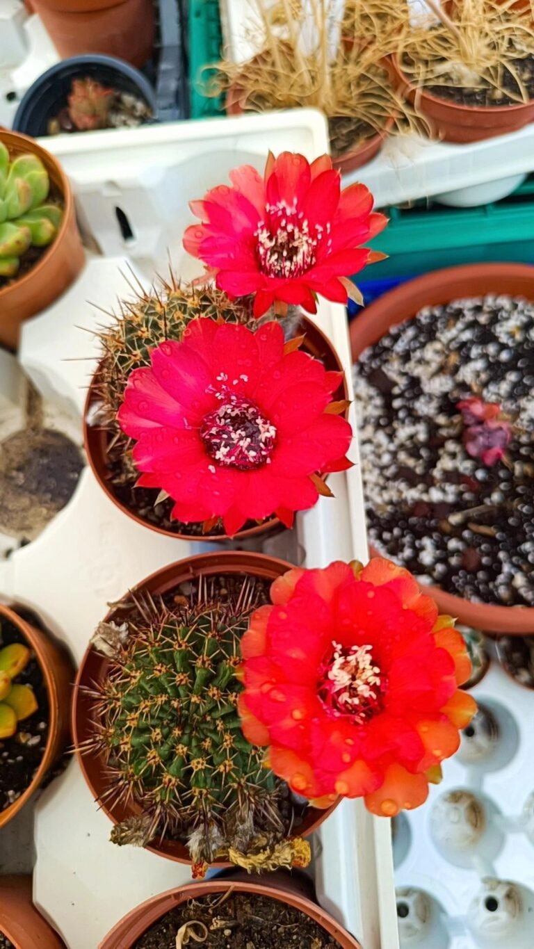Siracactus-Cactus-Echinopsis-Hybrid-f-rosso-2.jpg